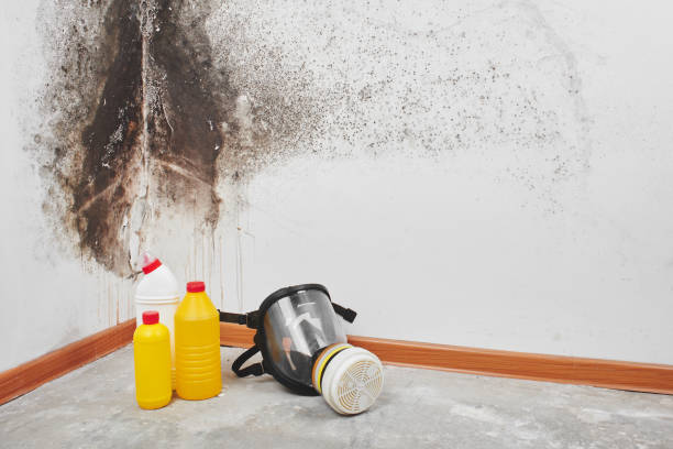 Best White Mold Remediation in Los Angeles, CA