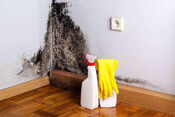 Best Localized Mold Remediation (e.g., coastal areas, humid climates) in Los Angeles, CA